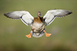 Image. Mallard