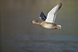 Image. Mallard