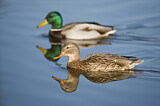 Image. Mallard