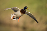 Image. Mallard