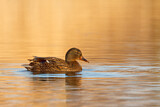 Image. Mallard