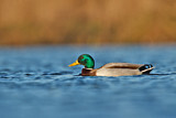 Image. Mallard
