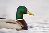Image. Mallard