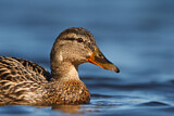 Image. Mallard
