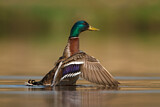 Image. Mallard
