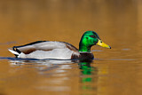 Image. Mallard