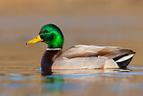 Image. Mallard