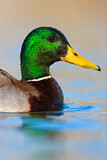 Image. Mallard