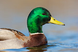 Image. Mallard