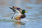 Image. Mallard