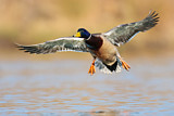 Image. Mallard
