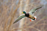 Image. Mallard
