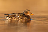 Image. Mallard