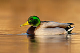 Image. Mallard