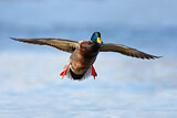 Image. Mallard