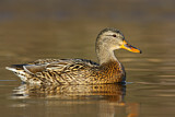Image. Mallard