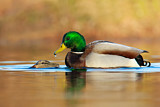 Image. Mallard