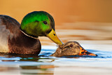 Image. Mallard