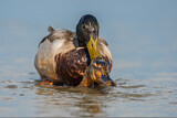Image. Mallard