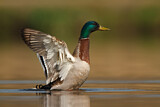 Image. Mallard
