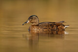 Image. Mallard