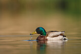 Image. Mallard