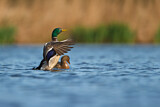 Image. Mallard