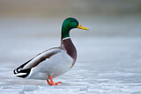 Image. Mallard
