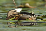 Image. Mallard