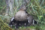 Image. Mallard