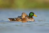 Image. Mallard