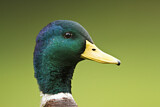 Image. Mallard