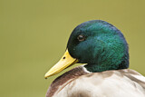 Image. Mallard