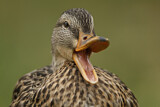 Image. Mallard