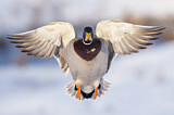 Image. Mallard