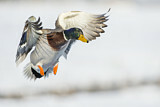 Image. Mallard