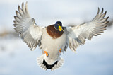 Image. Mallard