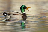 Image. Mallard