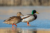 Image. Mallard