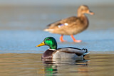 Image. Mallard