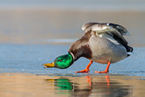 Image. Mallard