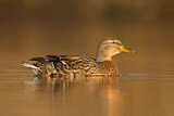 Image. Mallard