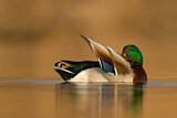 Image. Mallard