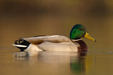 Image. Mallard