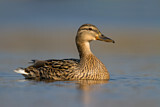 Image. Mallard