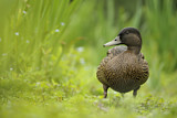 Image. Mallard
