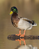 Image. Mallard