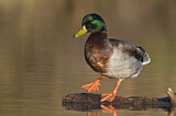 Image. Mallard