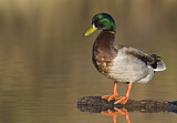 Image. Mallard