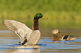 Image. Mallard